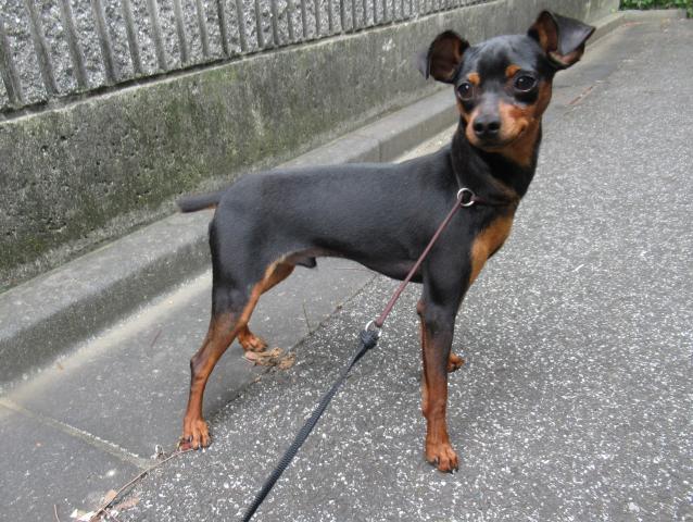 ミニチュアピンシャー