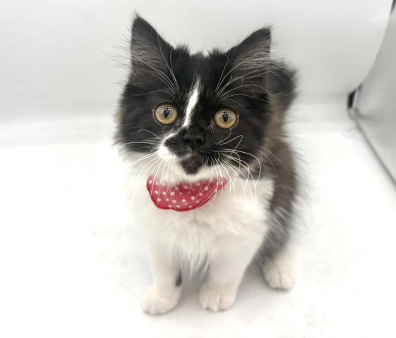 スコティッシュフォールド