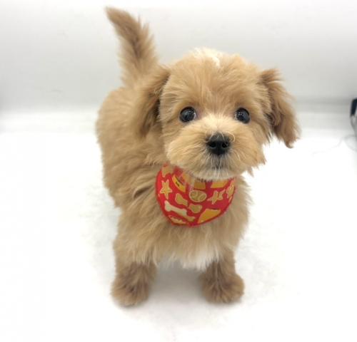 MIXマルチーズ×トイプードル