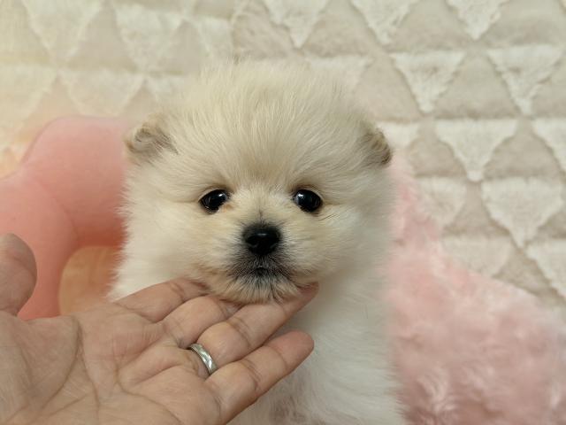ポメラニアン