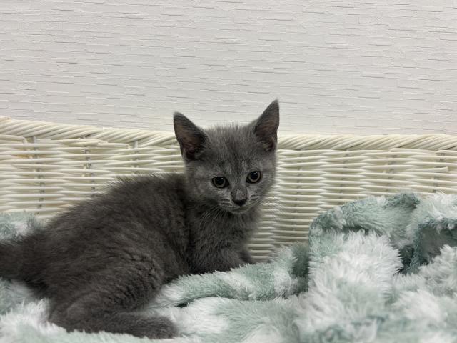 シャルトリュー