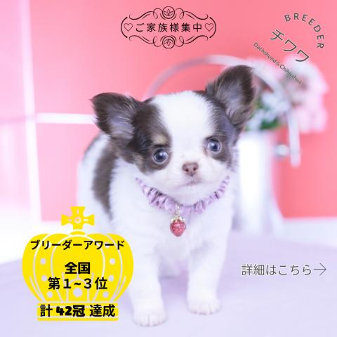 チワワ　ロング