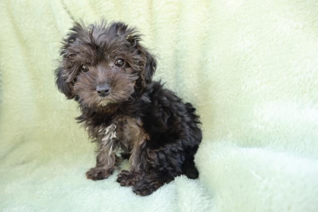 MIX小さくて可愛い❣️★表示価格は生体価格、ワクチン、マイクロチップ、生命、先天性病気保障、など諸費用全部含むの総額です! ★ご来店お待ちしております。