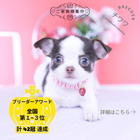 チワワ スムース