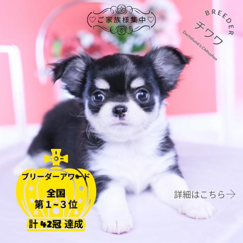 チワワ　ロング