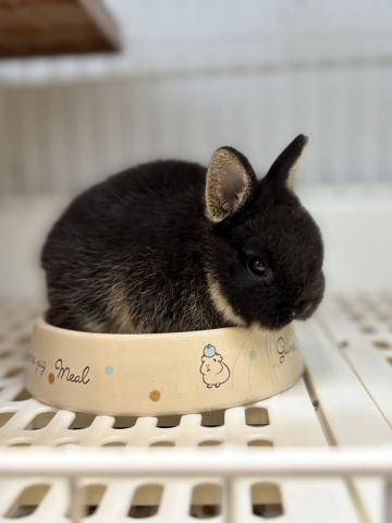 ネザーランドドワーフ