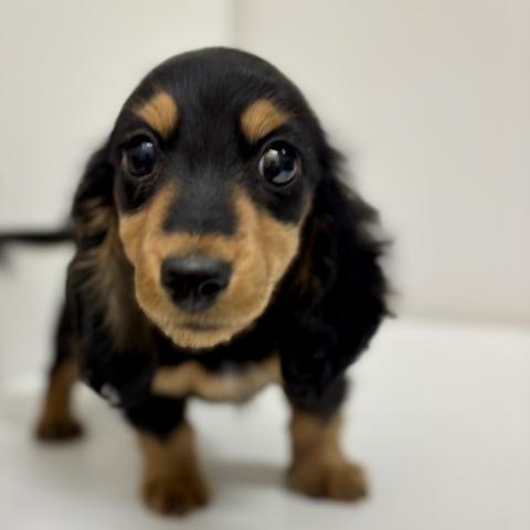 ミニチュアダックスフンド