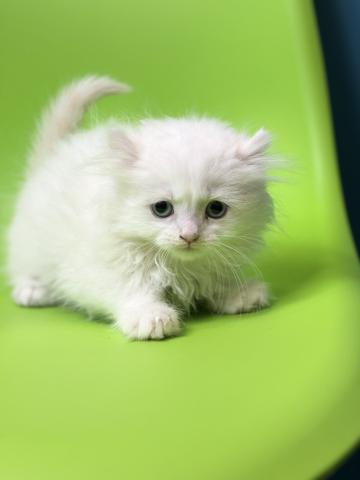 アメリカンカール2858