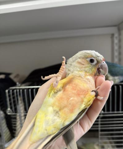 ウロコインコ ミントワキコガネ