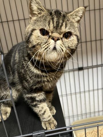 エキゾチックショートヘアー