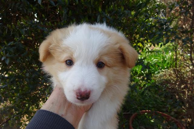 ボーダーコリー