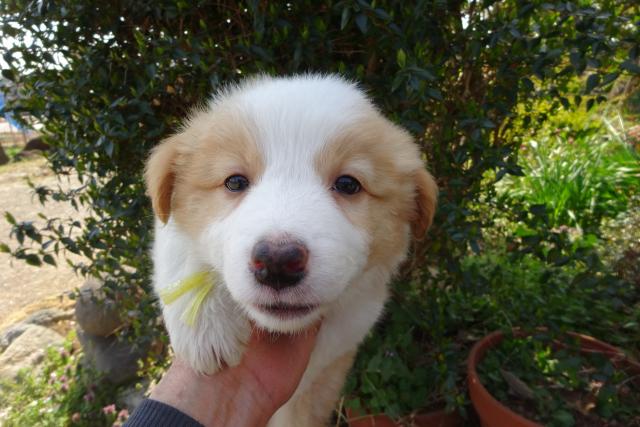 ボーダーコリー