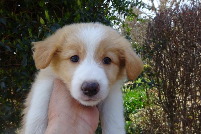 ボーダーコリー