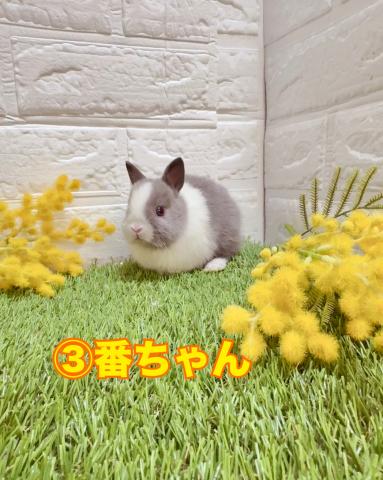 台湾ドワーフラビット③