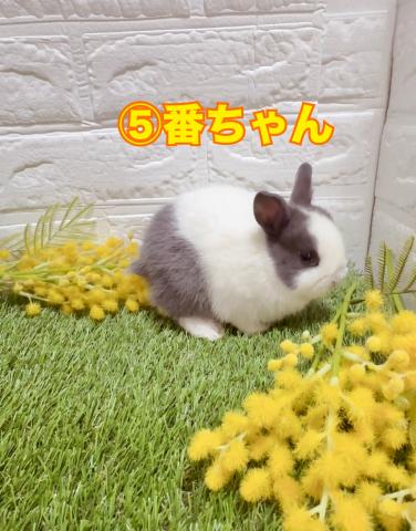 台湾ドワーフラビット⑤