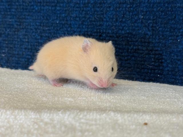 キンクマハムスター