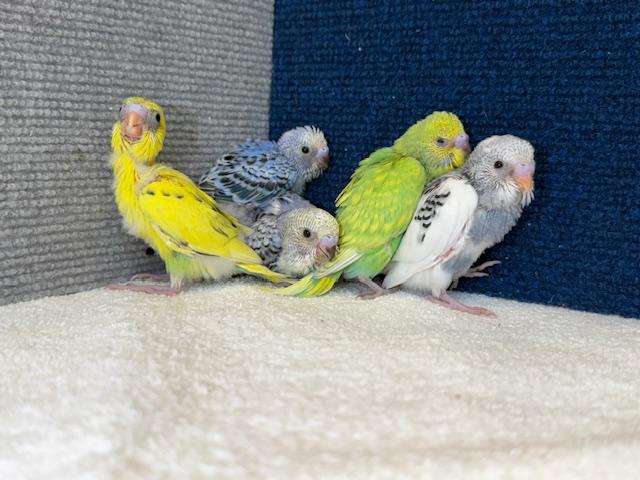 セキセイインコ