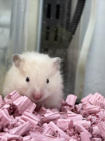 サテンハムスター
