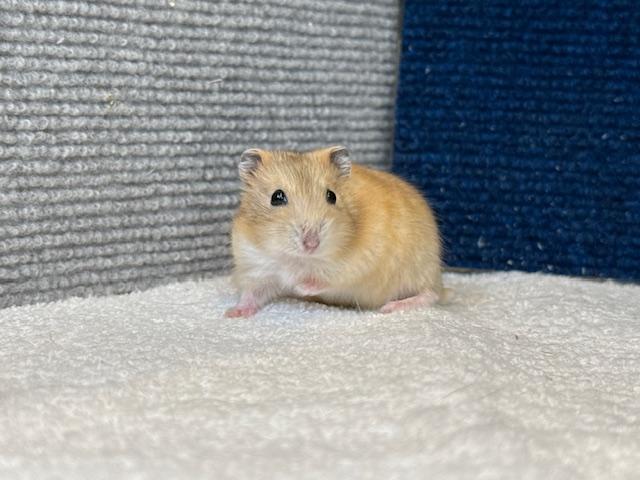 ジャンガリアンハムスター　イエロー