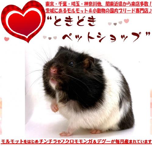 ゴールデンハムスター(シリアンハムスター)