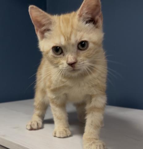 アメリカンショートヘアー