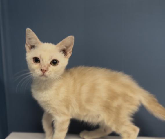 アメリカンショートヘアー