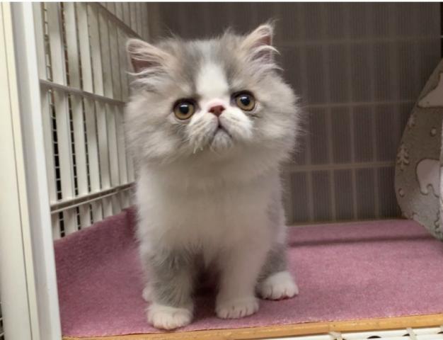 エキゾチックショートヘアー