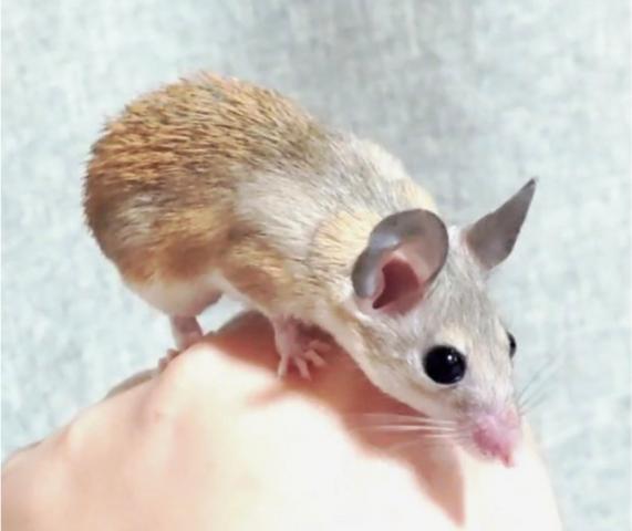 カイロトゲマウス