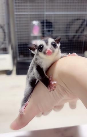 フクロモモンガ ノーマルヘテロリューシ