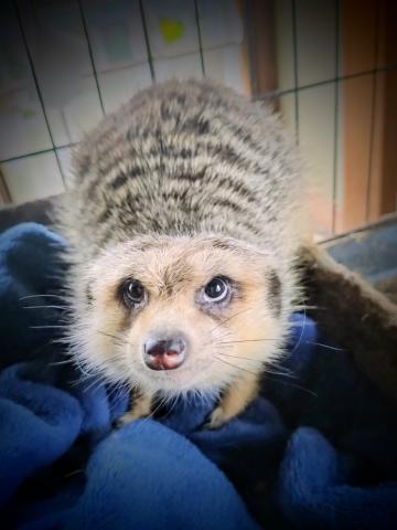 仲良しトリオのミーアキャット破格販売！