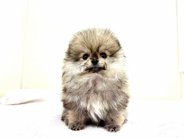 ポメラニアン846