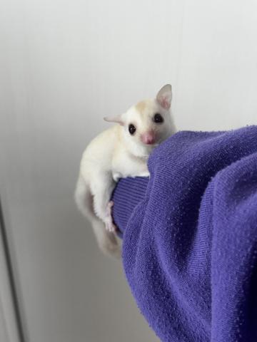 クリミノヘテロリューシ