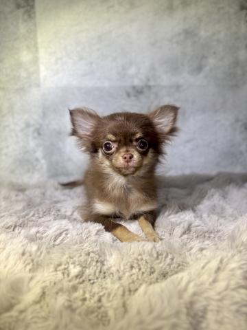 チワワ(ロングコート)