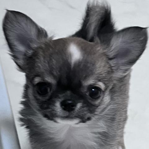 チワワ(ロングコート)