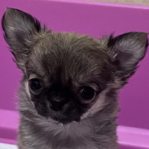 チワワ(ロングコート)