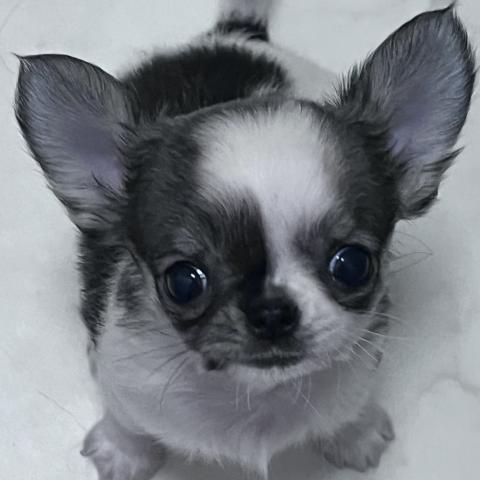 チワワ（ロングコート）