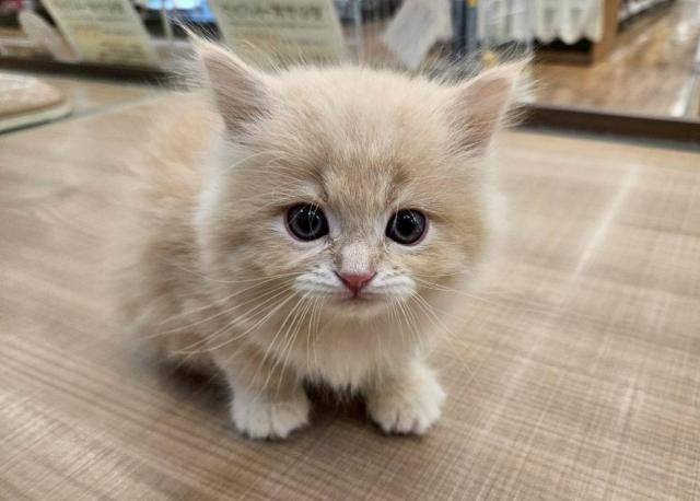 ミヌエット(旧ナポレオン)