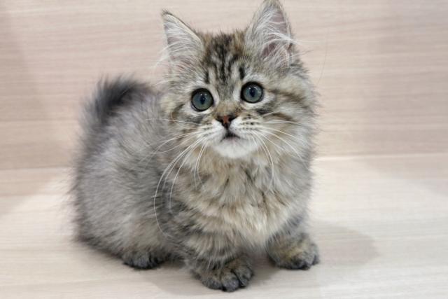 ミヌエット（旧ナポレオン）