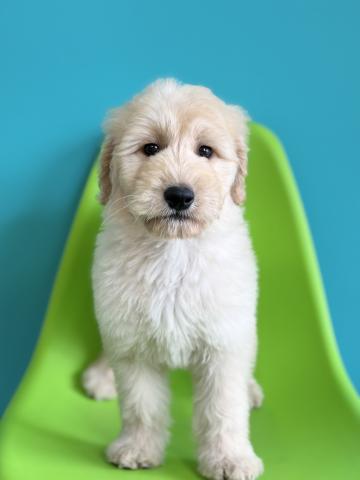 MIXゴールデンドゥードル7867