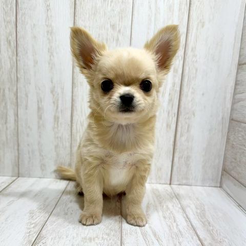 チワワ(ロングコート)