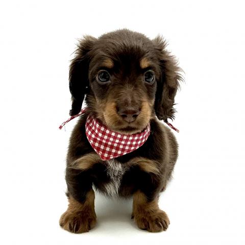 カニンヘンダックスフンド