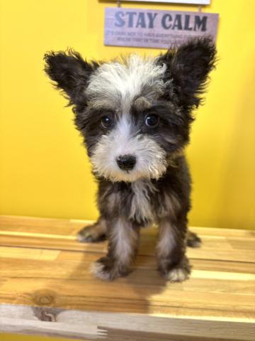 チャイニーズクレステッドドッグ