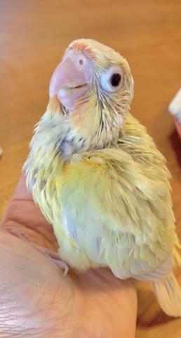 ムーンチーク ウロコインコ