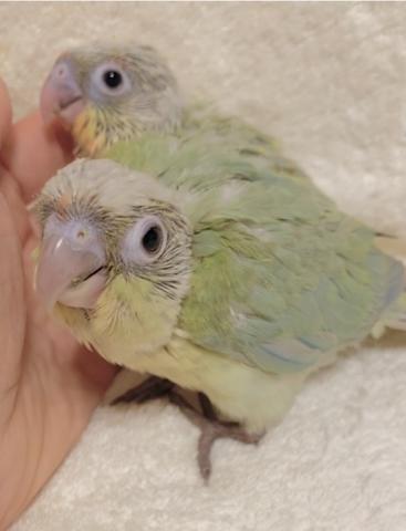 ミント ウロコインコ