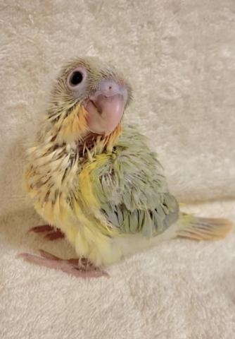 バイオレットミントワキコガネ ウロコインコ