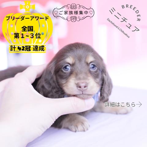 ミニチュアダックスフンド　ロング