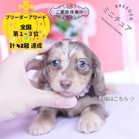 ミニチュアダックスフンド　ロング