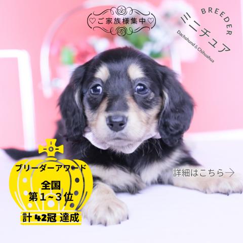 ミニチュアダックスフンド　ロング