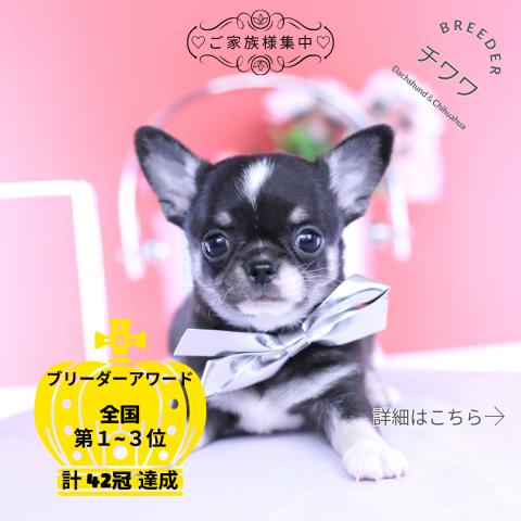 チワワ　スムース