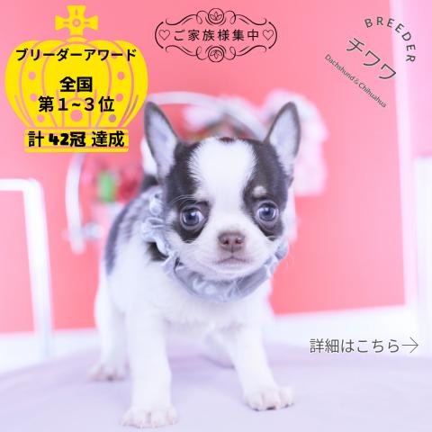 チワワ　スムース